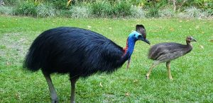 Interesting facts about Cassowaries - Heritage Lodge